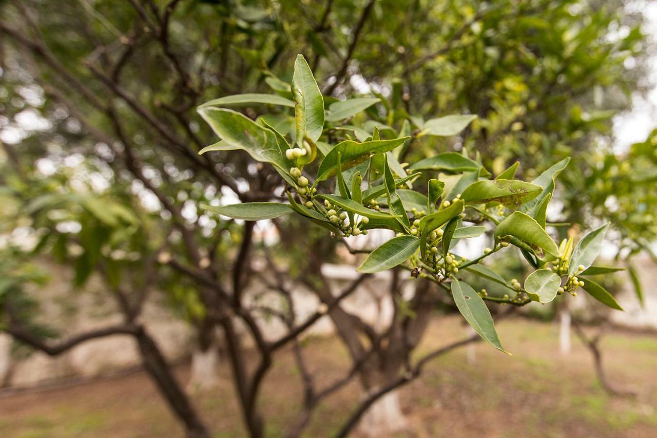 Penzion Two Olive Trees Spétses Exteriér fotografie